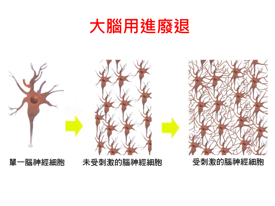 大腦用進廢退